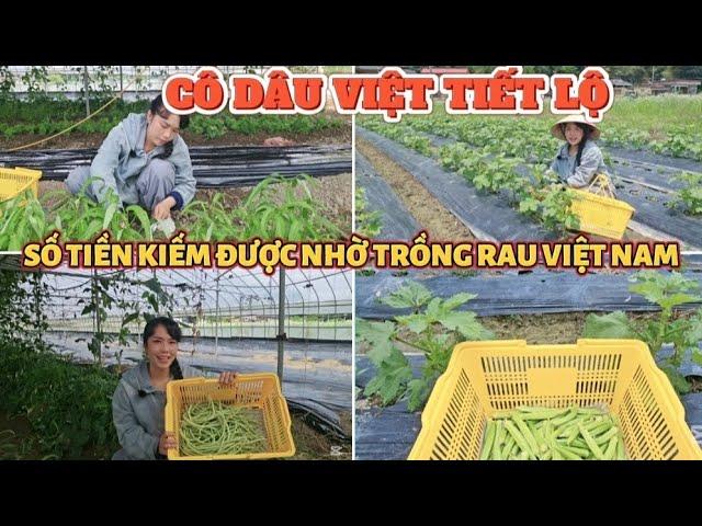 455 SỐ TIỀN KIẾM ĐƯỢC NHỜ TRỒNG RAU VIỆT NAM