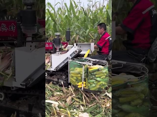 Corn Harvesting - Good Tools and Machinery Make the Job Easy