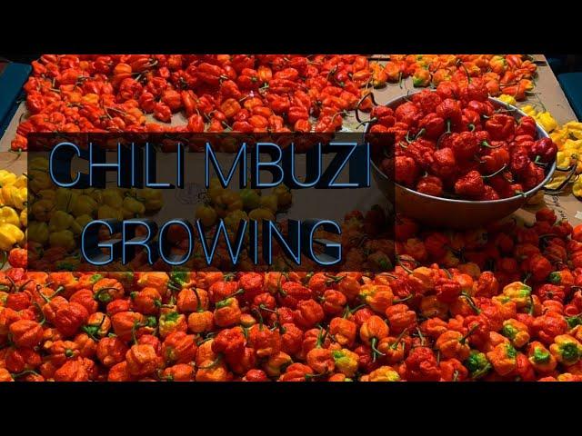 Chilli Mbuzi(habanero),Scotch Bonnet and other hot pepper production..