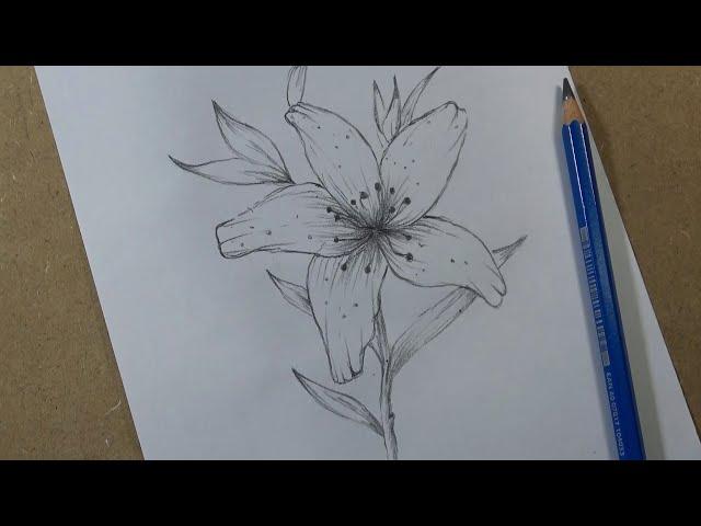 How to Draw a Lily Flower easy - step by step | Hihi Pencil