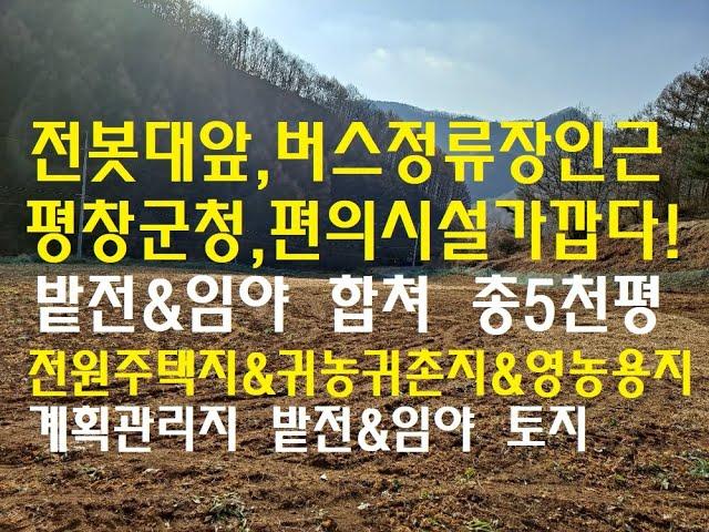 [번호 389640] 강원 평창군 평창읍 전원주택지매매 농가주택지급매매 토지급매물 시골땅매도 임야 농지매매 전봇대앞 도로접 계획관리지 평창군청가까움 면적:16,529㎡ 부동산직거래