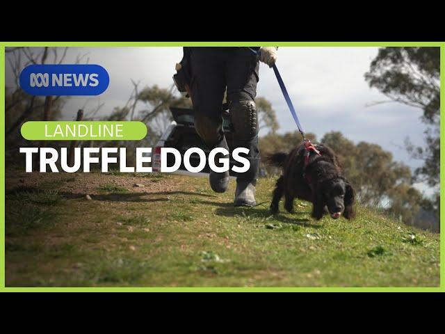 Detection dogs on the hunt for truffles in South Australia  | Landline | ABC News