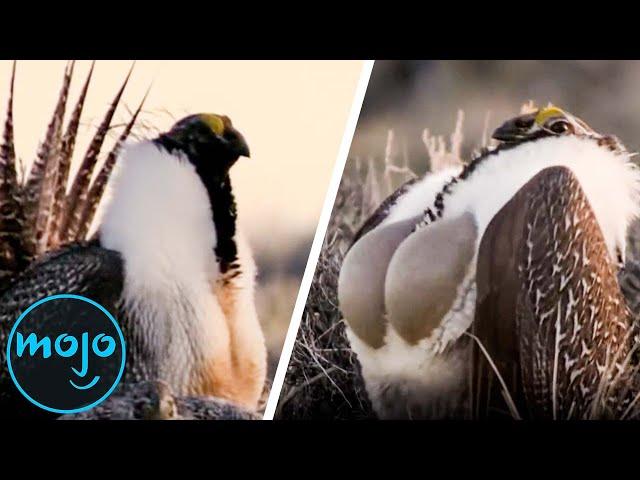 Top 10 Unusual Animal Mating Rituals