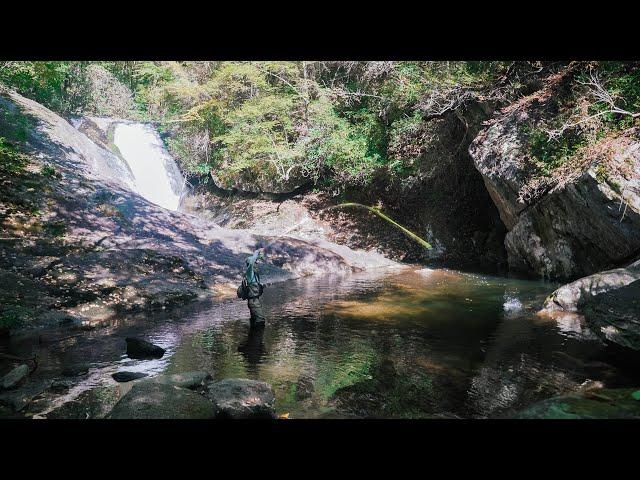 Exploring Remote Trout Stream in the Appalachian Backcountry | Backpacking & Fly Fishing