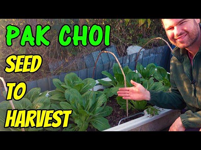 Growing Pak Choi (UK) | Bok Choy from Seed