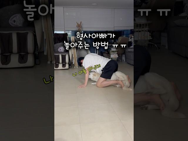 딸인데 거칠게 놀아주는 형사아빠   #이풍순#풍순이#이대우#강아지일상 #애견영상 #반려견 #반려동물 #cutedog #멍스타그램 #강아지산책 #강아지브이로그  #산책#산책하는강아지