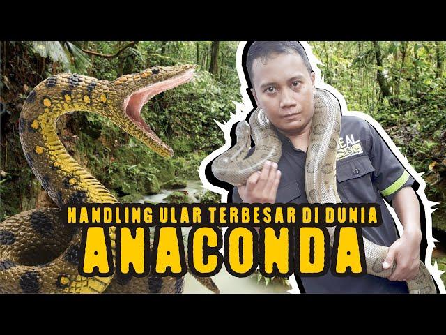 HORRY !!! HANDLING ANACONDA LARGEST SNAKE IN THE WORLD - GIANT ANACONDA