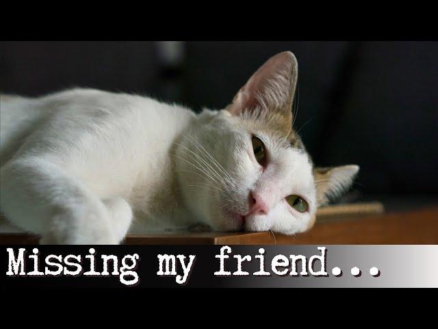 Do Cats Grieve?