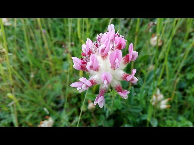 Anthyllis montana (Mountain Kidney Vetch)