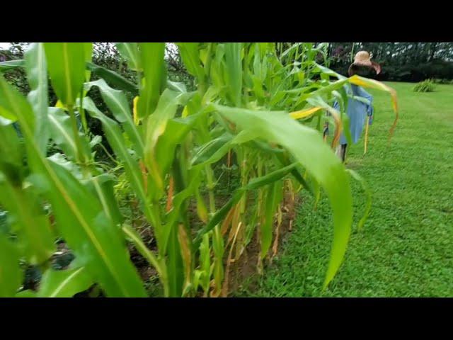 Harvesting | Preserving | Garden Tour #7 | #everybitcountschallenge