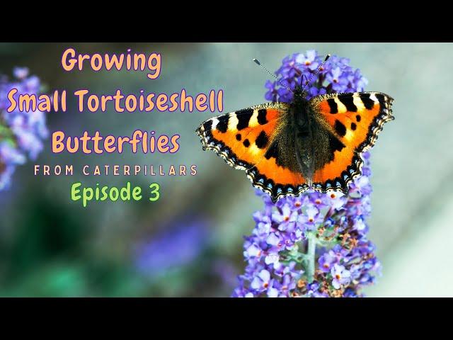 Small Tortoiseshell Butterfly Caterpillar Chrysalises