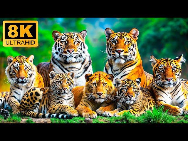 Large Animals 8K ULTRA HDRelaxing Film with Beautiful Scenes,Gentle Music