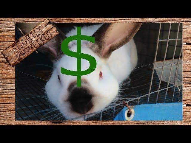 Making a Profit With Meat Rabbits? - The SR Rabbit Update 6-27-17