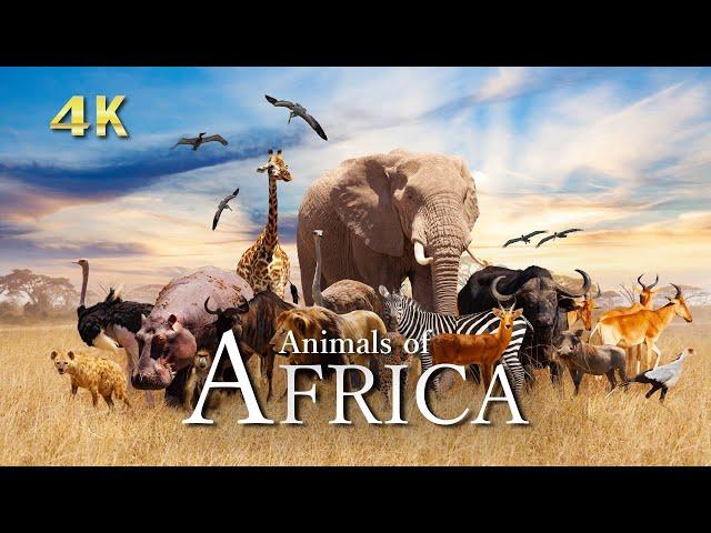 4K [Relaxing Music] The Best 4K Animals of AFRICA｜ Relaxation Film With Calming Music