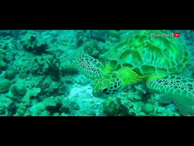 Tubbataha Reefs Natural Park in Palawan | Pherchest TV