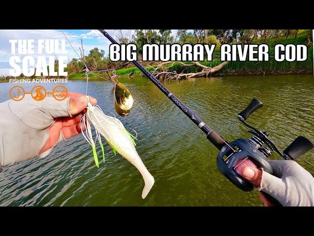Big Murray River Cod | The Full Scale