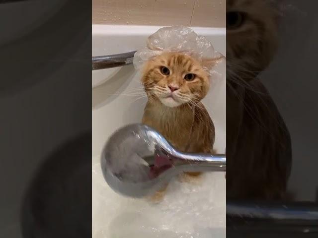 Как купать кота , How to bathe a cat.