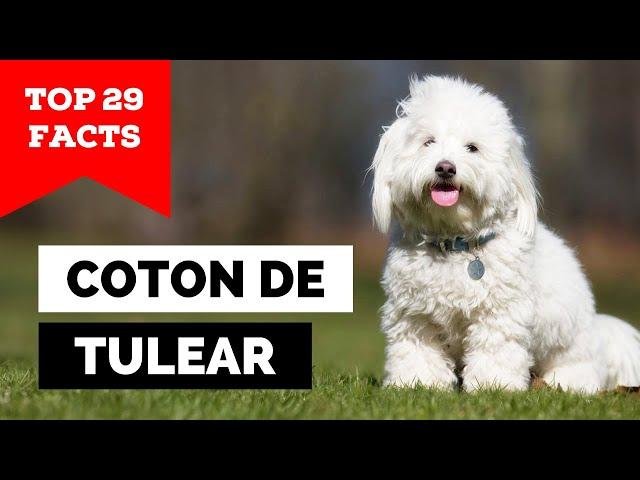 99% of Coton de Tulear Owners Don't Know This