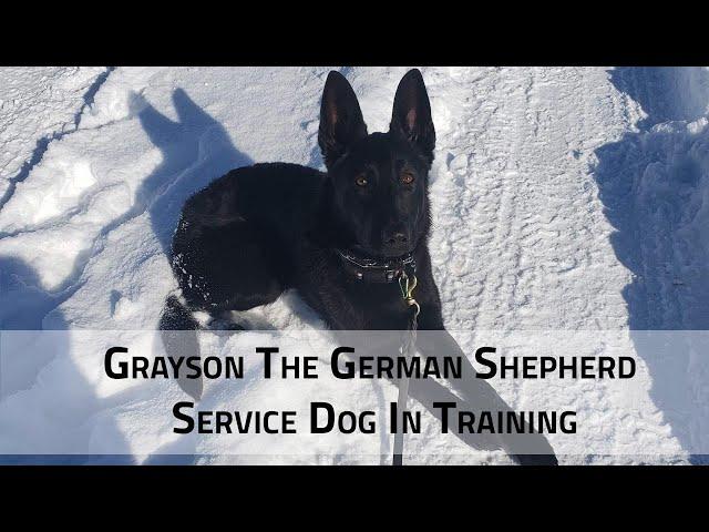 Grayson German Shepherd Service Dog In Training - Complete Canine Training