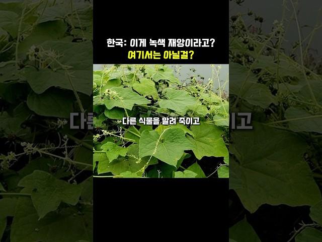 한국에선 힘을 못쓰는 녹색 재앙식물 레전드