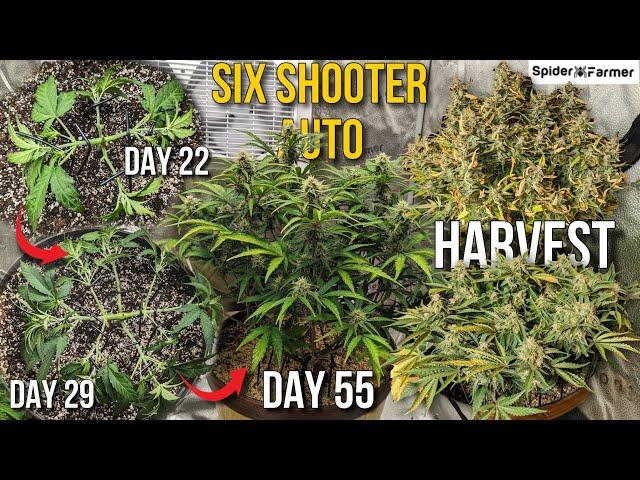 How I Grow E10- LST before Bloom, Harvest Dry Cure - Six Shooter Auto Fastbuds -Spiderfarmer SF4000