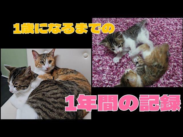 『総集編』生後３週間300gで保護した赤ちゃん猫が1歳になるまで