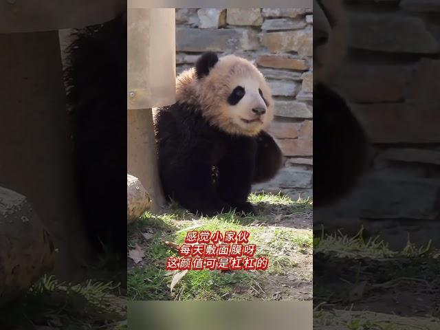 卧龙神树坪基地，2024届最小煤老板绅宾崽小家伙出道带着小心机身上黑，脸白颜值杠杠的这届小崽崽都超级可爱#大熊猫绅宾#大熊猫绅宾崽