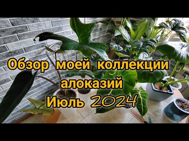 Обзор коллекции моих алоказий. Июль 2024