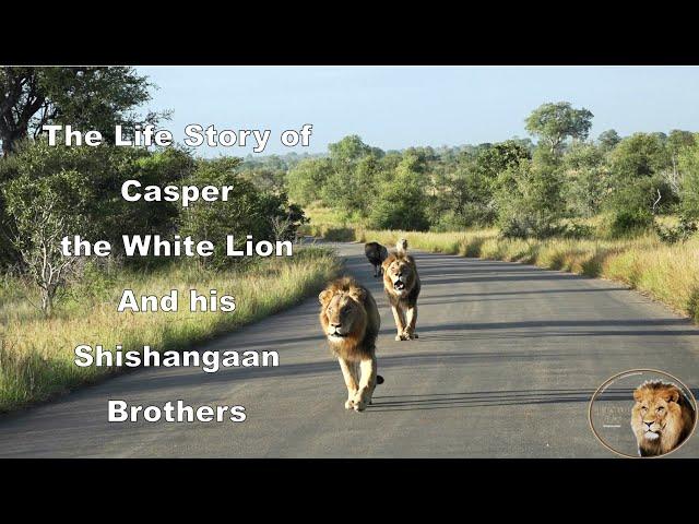 The Life Story Of Casper The White Lion And His Shishangaan Brothers (2014 - 2024)