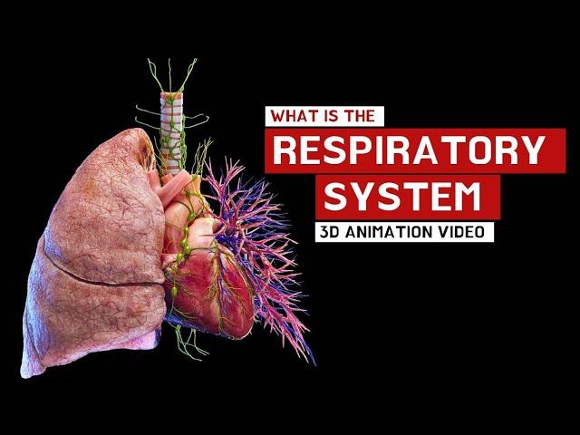 What is Respiratory system ? Parts Of Respiratory system !? 3D video