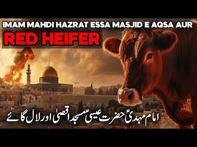 Why Israel Sacrificing Red Heifer in April | Third Temple Jerusalem | Red Heifer Prophecy | Faisal