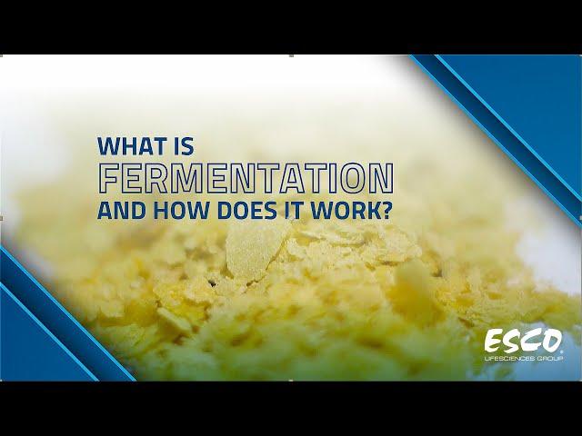 What Is Fermentation and How Does It Work? | Successful Fermentation Tips | Esco Lifesciences