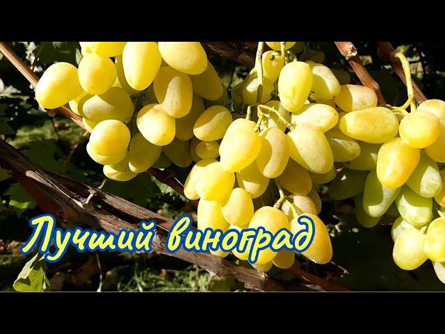 Лучший виноград для рынка и для себя.