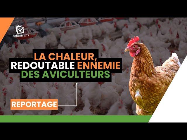 La chaleur, redoutable ennemie des aviculteurs