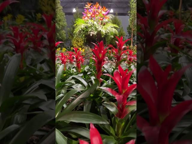 The Philadelphia Flower Show is back at the Pennsylvania Convention Center 