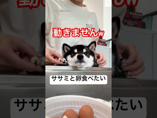 爆笑‼️ササミと卵貰えるまで台所から動かない柴犬　#柴犬　#犬　#かわいい犬 #おもしろ #犬のいる暮らし