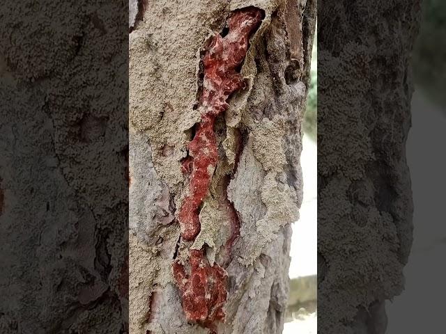  Termites are small white insects that eat wood...