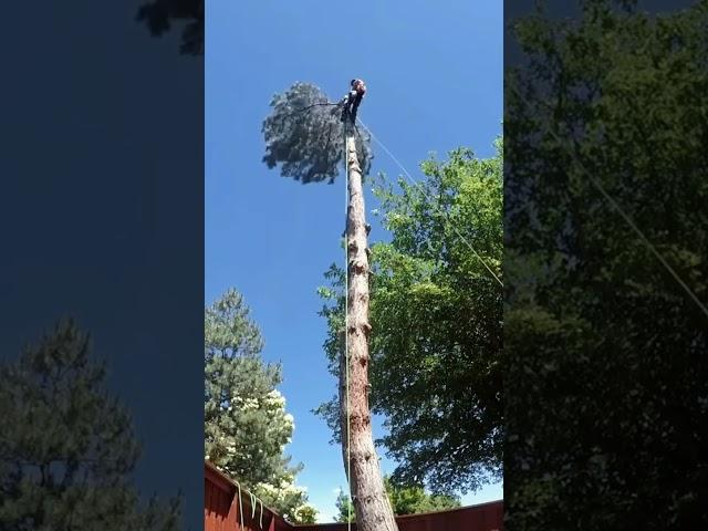 Unlucky lumberjack