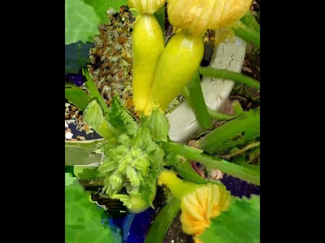 Siamese Twin Yellow Squash - funny looking veggies