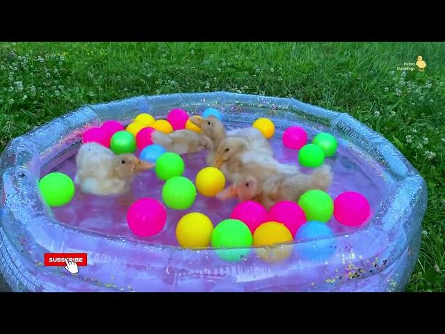 Ducklings in the pool, baby ducks, pig