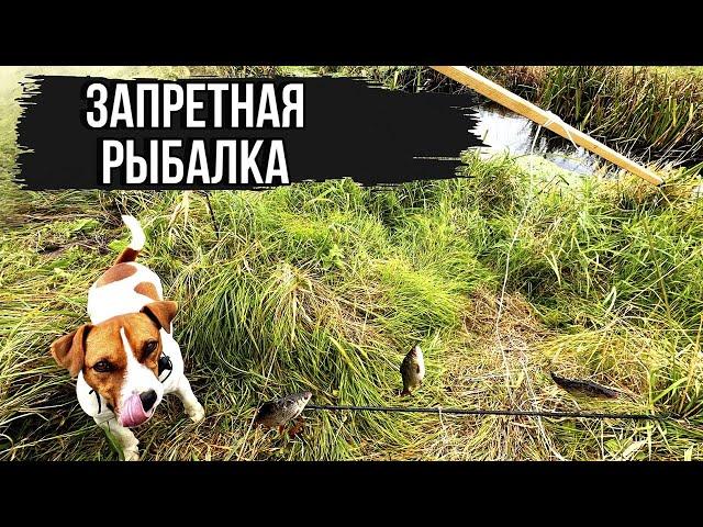 Рыбалка на Экраны - Телевизоры. Запрещенная Рыбалка Многими Странами...