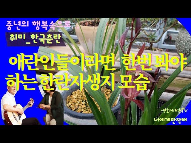 애란인이라면 한번 봐야하는 한란자생지 모습//Korea Jeju orchid orchid habitat