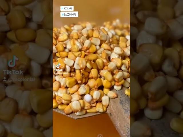 Stone Corn Grinder for nixtamal making! ️️