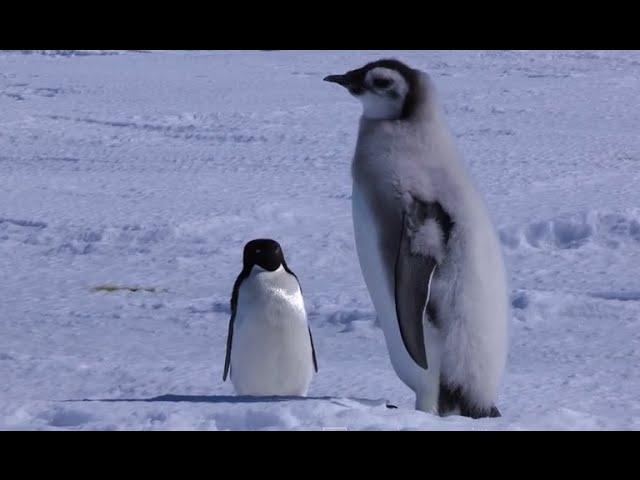 Adelie Penguin Slaps Giant Emperor Chick!