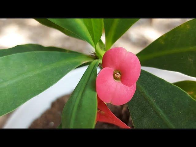 Enraizando Coroa de Cristo: Como Transformar um Galho em uma Nova Planta!