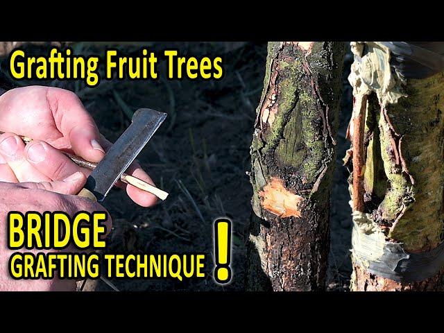 BRIDGE Grafting Technique | How to SAVE a DAMAGED FRUIT TREE with this grafting technique