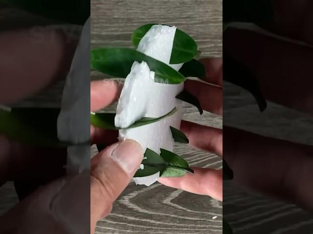 Watch here the results of my ZZ Plant Leaf Propagation.