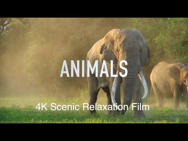 Animals 4K | Scenic Peace Relaxation Film (Calming Music)