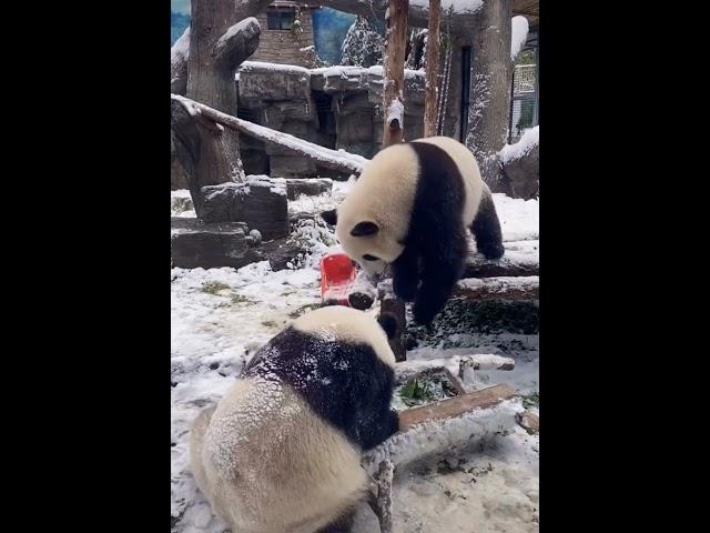 Panda MengBao and  MengYu Have Fun in the Snow| Panda HappyLand