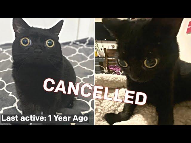 The Cat that was Cancelled by Twitter